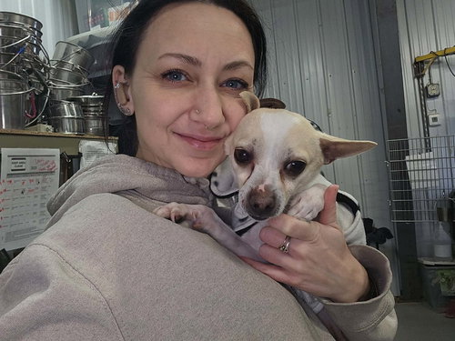 Dobby, an adoptable Chihuahua in Detroit Lakes, MN