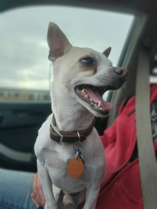 Milo fka Dobby, a dog for adoption from Marshmallow Foundation