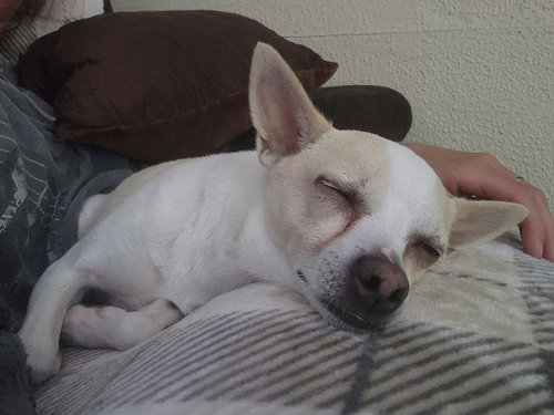 Photo 6 of Milo fka Dobby