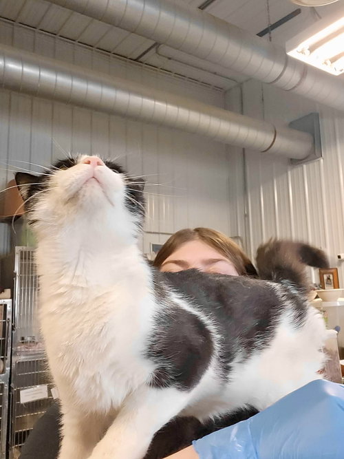 Maxim, Young Domestic Short Hair / Mixed (short coat), cat for adoption in Moorhead, Minnesota