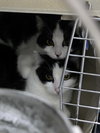 Primrose (Bonded w/Kismet)