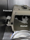 Primrose (Bonded w/Kismet)