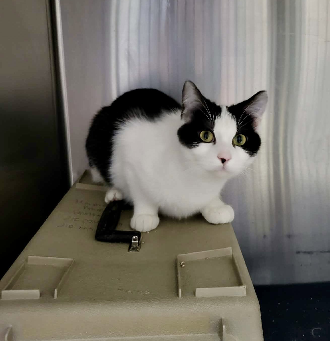 Primrose (Bonded w/Kismet) Image
