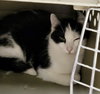 Primrose (Bonded w/Kismet)
