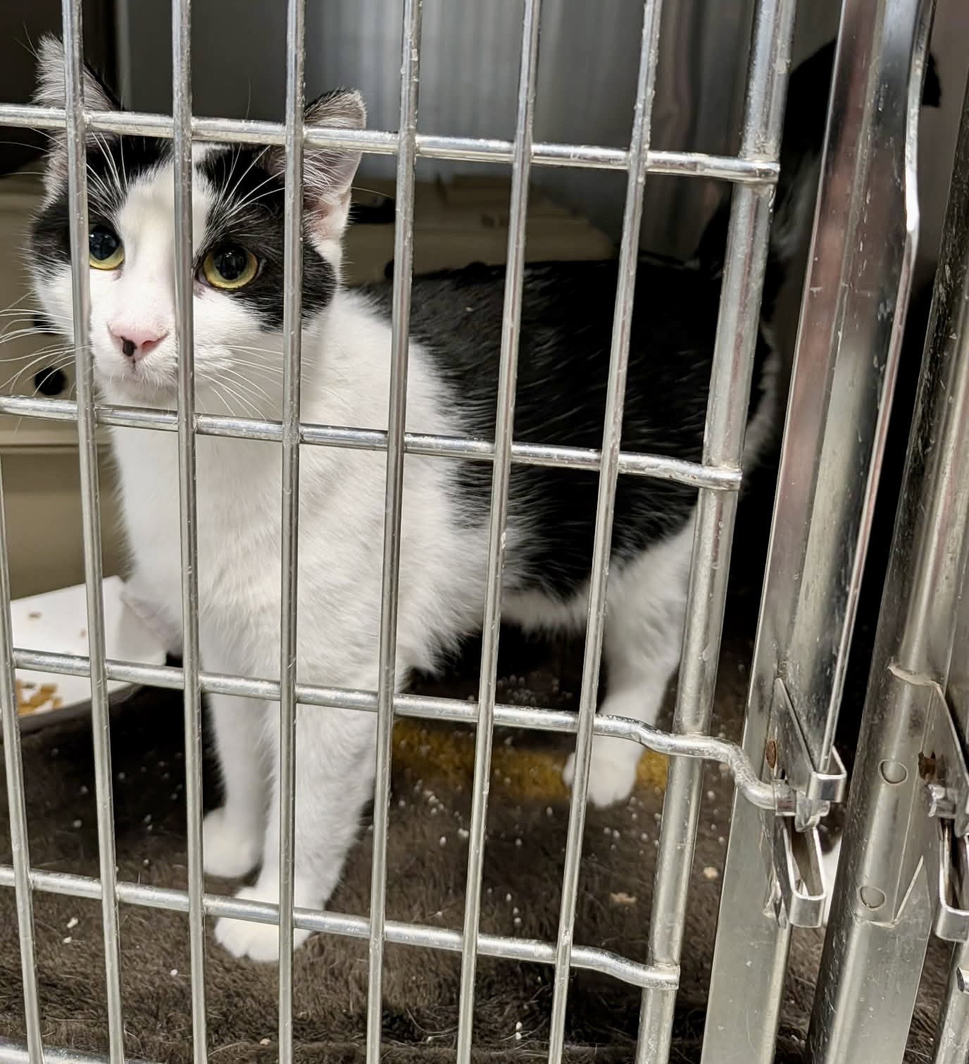 Primrose (Bonded w/Kismet)