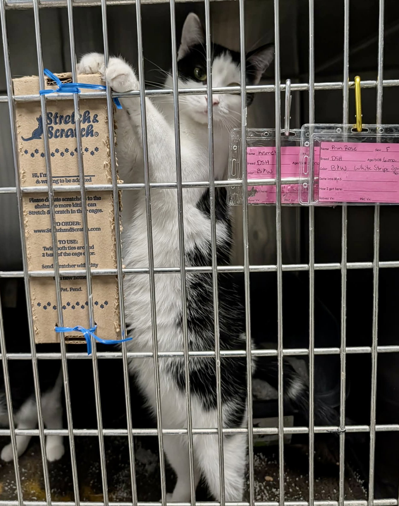 Primrose (Bonded w/Kismet), photo 3