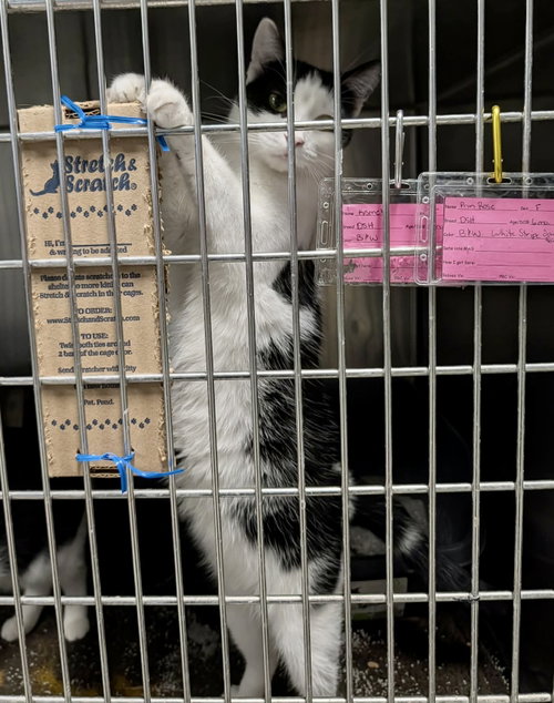 Photo 3 of Primrose (Bonded w/Kismet)