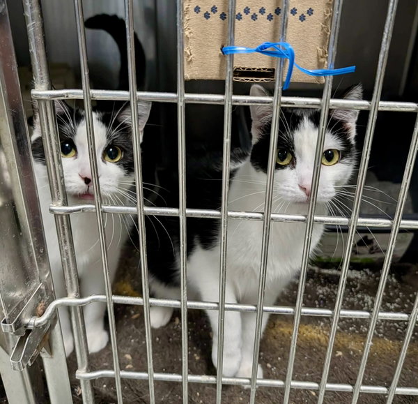 Primrose (Bonded w/Kismet)