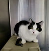 Kismet (Bonded w/Primrose)