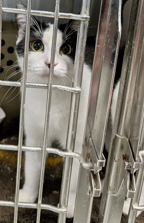 Kismet (Bonded w/Primrose)