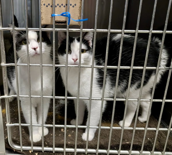 Kismet (Bonded w/Primrose)