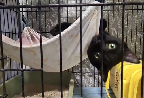 Derry, Young Domestic Short Hair / Mixed (short coat), cat for adoption in Moorhead, Minnesota