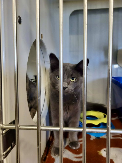 Fig, Young Domestic Medium Hair / Mixed (medium coat), cat for adoption in Moorhead, Minnesota