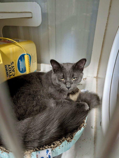 Fig, a cat for adoption from Marshmallow Foundation