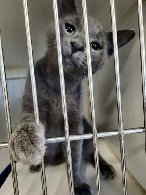 Nettle, Young Domestic Short Hair / Mixed (short coat), cat for adoption in Moorhead, Minnesota