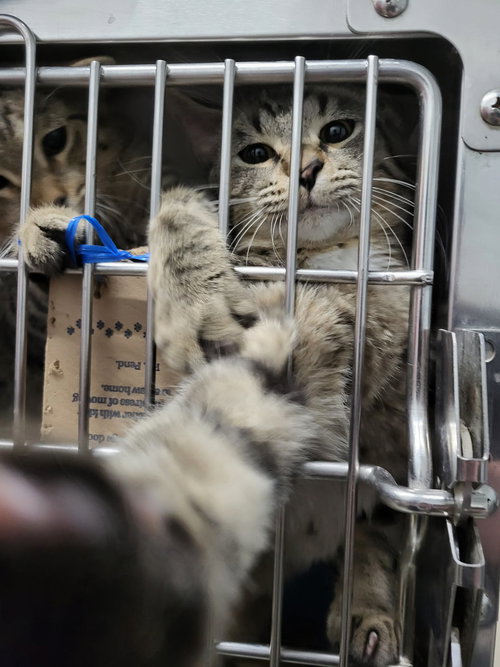 Walter (Bonded w/William), Young Domestic Short Hair / Mixed (short coat), cat for adoption in Moorhead, Minnesota