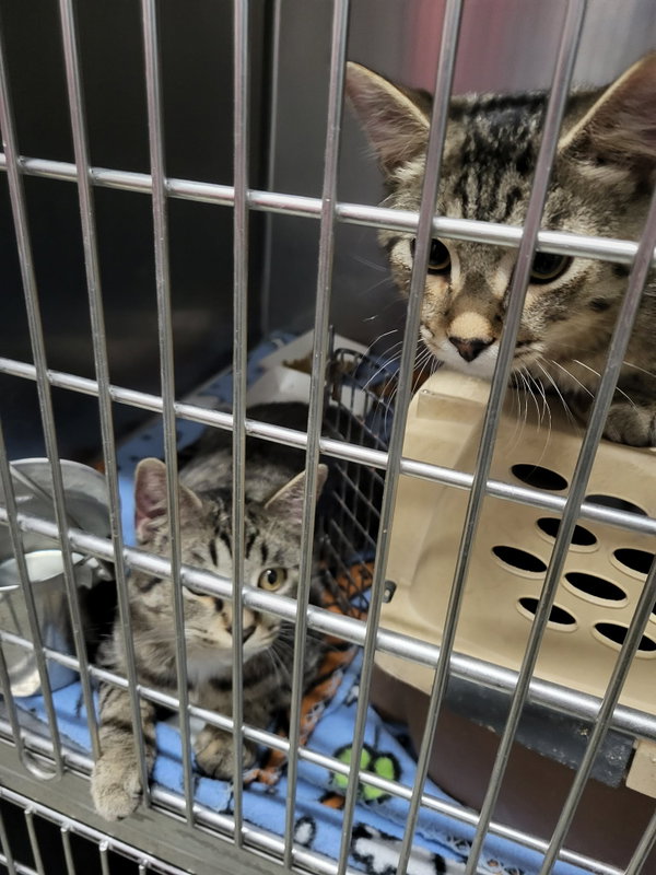 Walter (Bonded w/William)