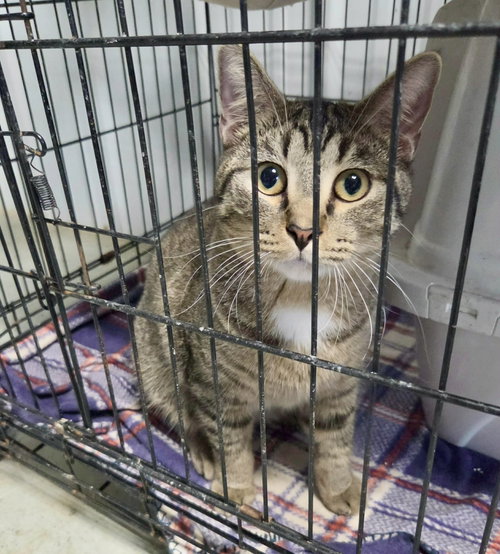 Walter (Bonded w/William), a cat for adoption from Marshmallow Foundation
