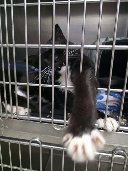 Mark, Young Domestic Short Hair / Mixed (short coat), cat for adoption in Moorhead, Minnesota