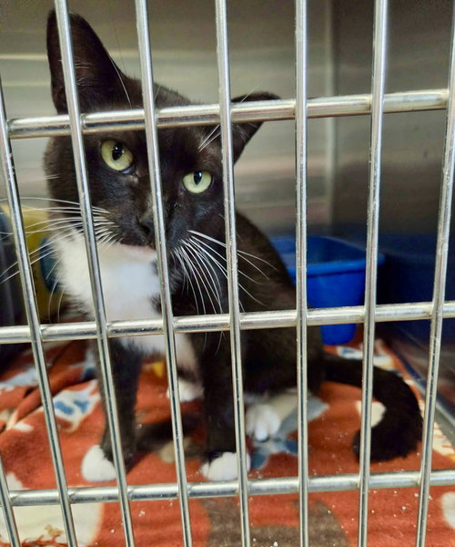 picture of the cat needing adoption