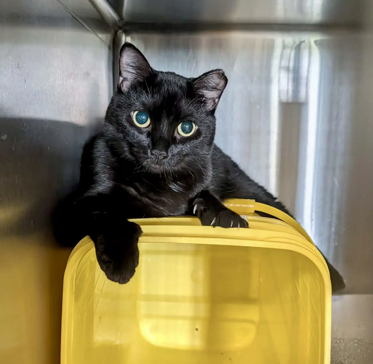 Brama - Domestic Short Hair