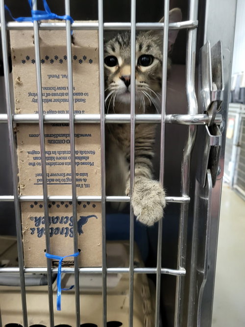 William (Bonded w/Walter), an adoptable Domestic Short Hair in Detroit Lakes, MN