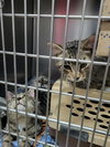 William (Bonded w/Walter)