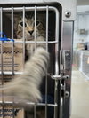 William (Bonded w/Walter)