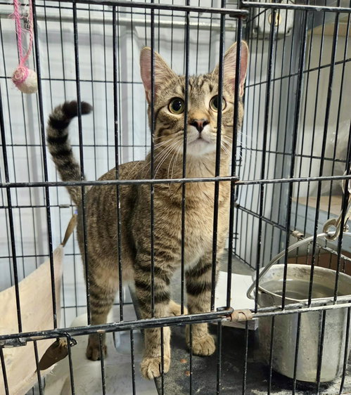 William (Bonded w/Walter), a cat for adoption from Marshmallow Foundation