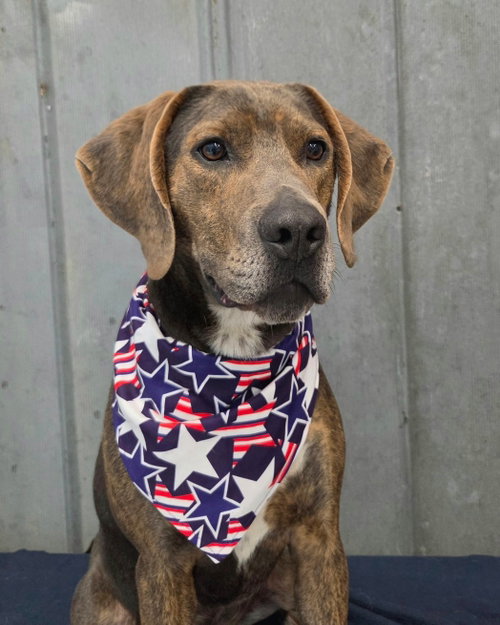 Theo, an adoptable Hound in Detroit Lakes, MN