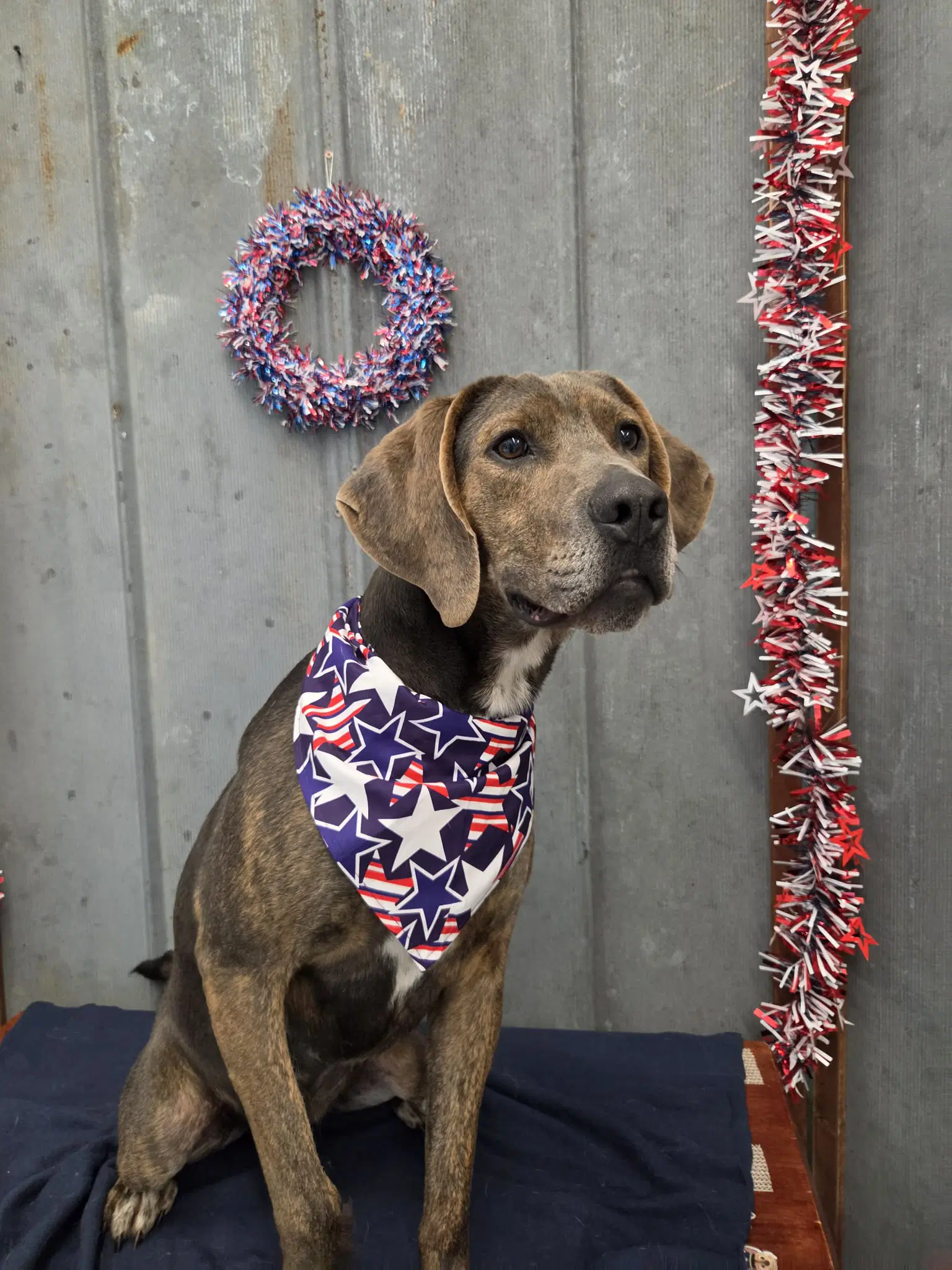 Theo - Hound