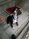 Cooper