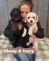 Ivory *BONDED* w/ EBONY
