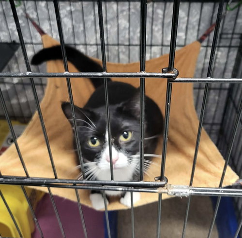 Merry, Young Domestic Short Hair / Mixed (short coat), cat for adoption in Moorhead, Minnesota