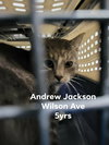 Andrew Jackson (Working Kitty)