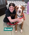 Scout - Photo 2