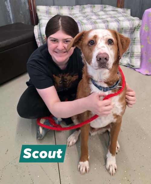 SCOUT - Australian Cattle Dog/Blue Heeler / Labrador Retriever available for adoption