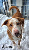 Scout - Photo 1