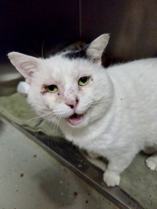Franklin, an adoptable Domestic Short Hair in Detroit Lakes, MN
