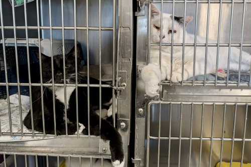 picture of the cat needing adoption