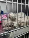 Fancy (FOSTER NEEDED-Nursing Mom)