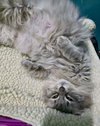 Fancy (FOSTER NEEDED-Nursing Mom)