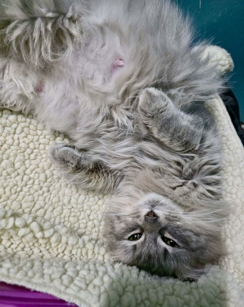 Fancy (FOSTER NEEDED-Nursing Mom), an adoptable Domestic Medium Hair in Detroit Lakes, MN