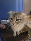 Fancy (FOSTER NEEDED-Nursing Mom)
