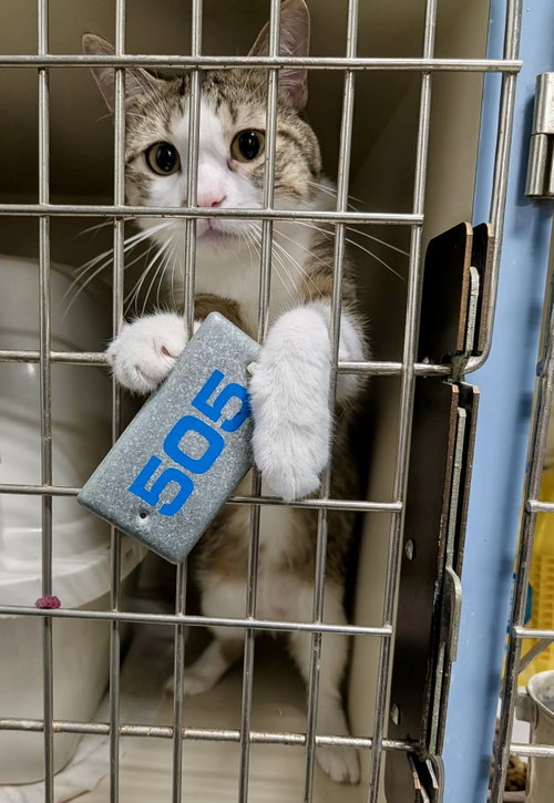 Charleston, a cat for adoption from Marshmallow Foundation