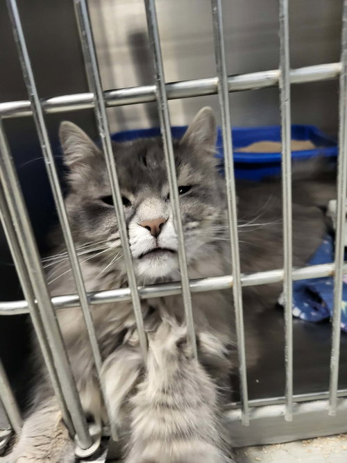 Dora, an adoptable Domestic Long Hair in Detroit Lakes, MN