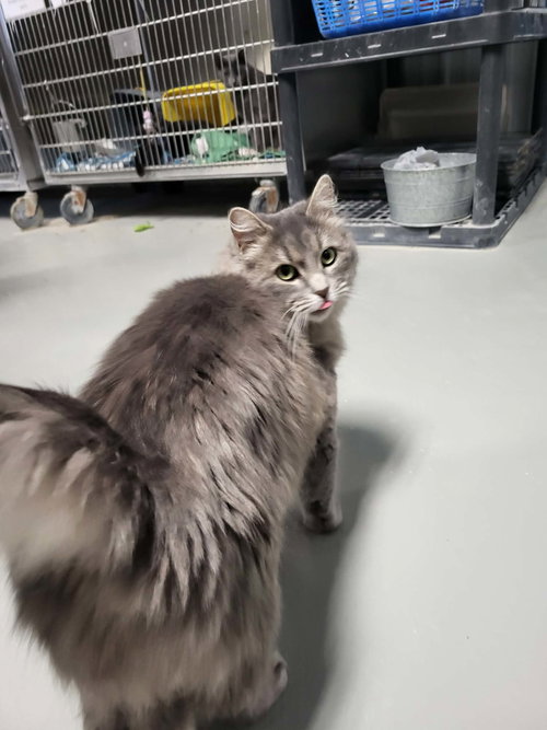 Dora, Young Domestic Long Hair / Mixed (long coat), cat for adoption in Moorhead, Minnesota