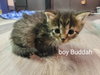 Buddha (FOSTER NEEDED w/MOM)