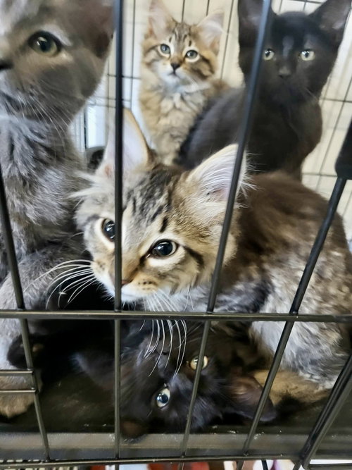 Buddha, an adoptable Domestic Short Hair in Detroit Lakes, MN