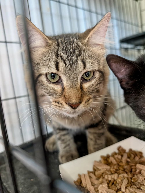 Buddha, a cat for adoption from Marshmallow Foundation